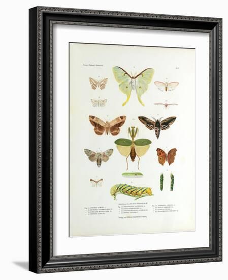 Winged Nature II-Unknown-Framed Art Print