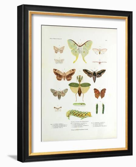 Winged Nature II-Unknown-Framed Art Print