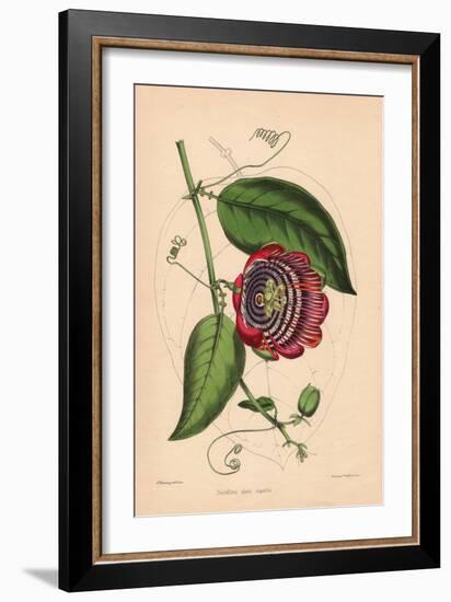 Winged-Stem Passion Flower with Crimson, Purple and White Flowers-C.T. Rosenberg-Framed Giclee Print