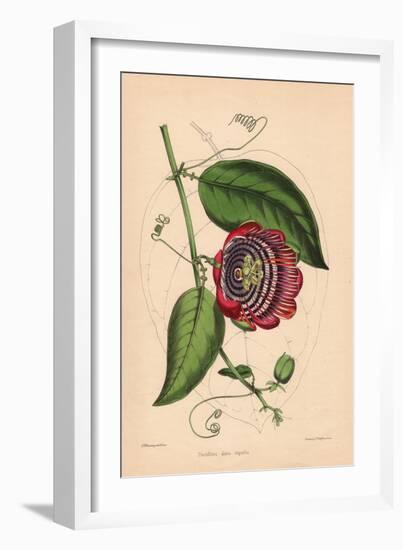 Winged-Stem Passion Flower with Crimson, Purple and White Flowers-C.T. Rosenberg-Framed Giclee Print