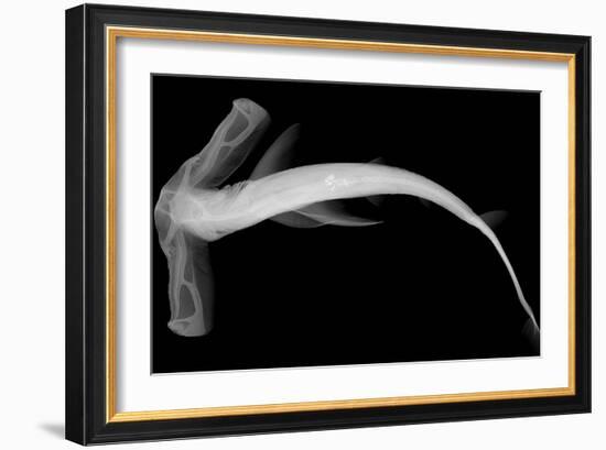 Winghead Shark-Sandra J. Raredon-Framed Premium Giclee Print