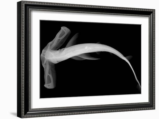 Winghead Shark-Sandra J. Raredon-Framed Art Print