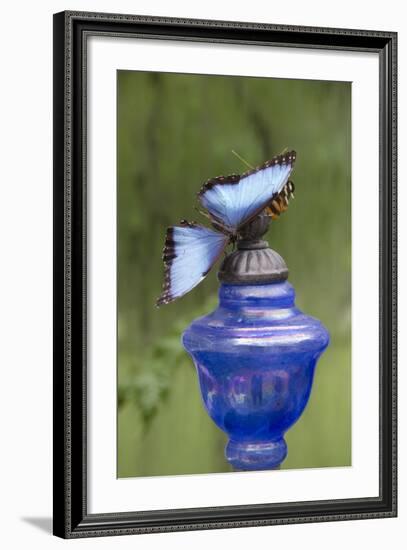 Wings of Mackinac Butterfly Conservatory and Garden, Mackinac Island, Michigan, USA-Cindy Miller Hopkins-Framed Photographic Print