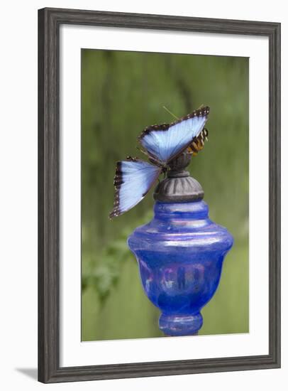 Wings of Mackinac Butterfly Conservatory and Garden, Mackinac Island, Michigan, USA-Cindy Miller Hopkins-Framed Photographic Print