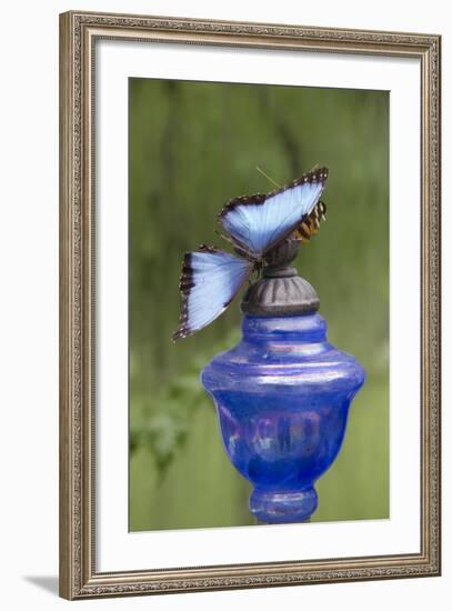 Wings of Mackinac Butterfly Conservatory and Garden, Mackinac Island, Michigan, USA-Cindy Miller Hopkins-Framed Photographic Print