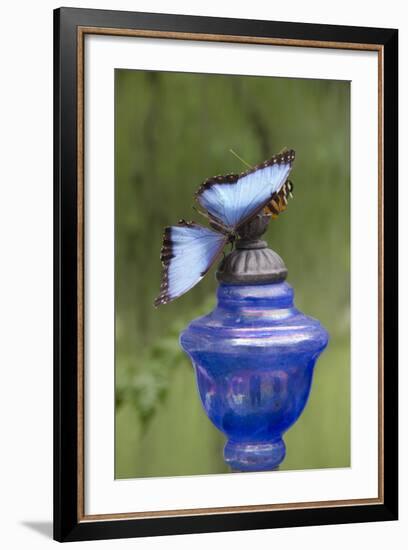 Wings of Mackinac Butterfly Conservatory and Garden, Mackinac Island, Michigan, USA-Cindy Miller Hopkins-Framed Photographic Print