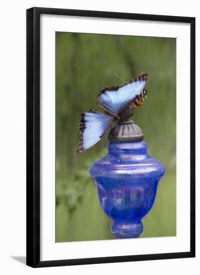 Wings of Mackinac Butterfly Conservatory and Garden, Mackinac Island, Michigan, USA-Cindy Miller Hopkins-Framed Photographic Print