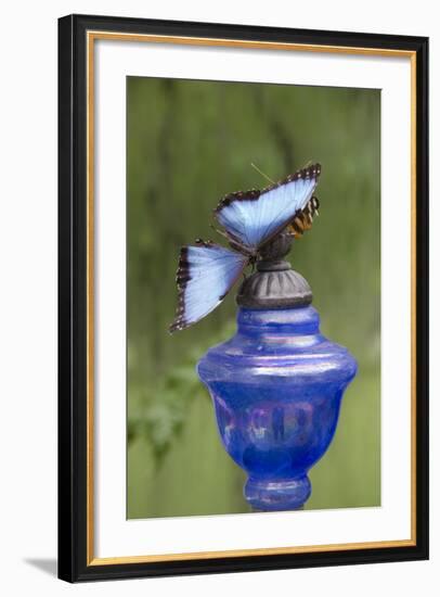 Wings of Mackinac Butterfly Conservatory and Garden, Mackinac Island, Michigan, USA-Cindy Miller Hopkins-Framed Photographic Print