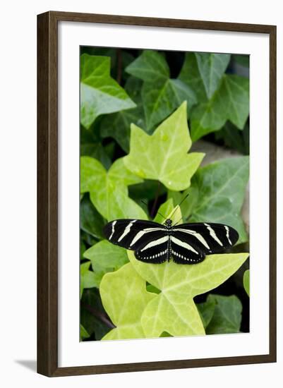 Wings of Mackinac Butterfly Conservatory and Garden, Mackinac Island, Michigan, USA-Cindy Miller Hopkins-Framed Photographic Print