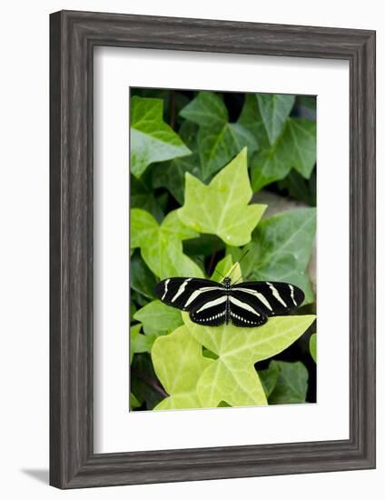 Wings of Mackinac Butterfly Conservatory and Garden, Mackinac Island, Michigan, USA-Cindy Miller Hopkins-Framed Photographic Print