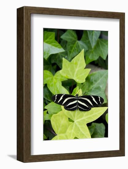 Wings of Mackinac Butterfly Conservatory and Garden, Mackinac Island, Michigan, USA-Cindy Miller Hopkins-Framed Photographic Print