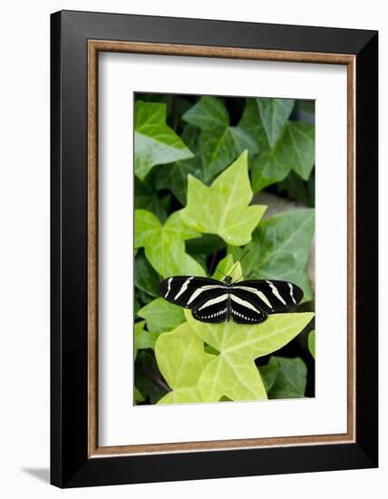 Wings of Mackinac Butterfly Conservatory and Garden, Mackinac Island, Michigan, USA-Cindy Miller Hopkins-Framed Photographic Print