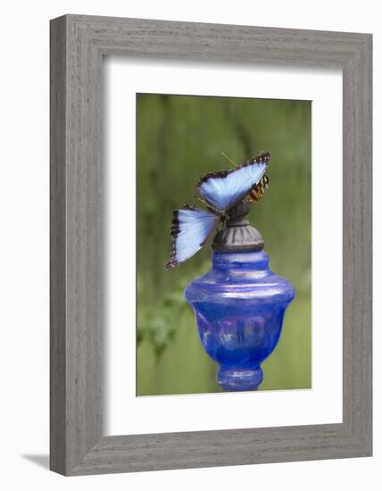 Wings of Mackinac Butterfly Conservatory and Garden, Mackinac Island, Michigan, USA-Cindy Miller Hopkins-Framed Photographic Print