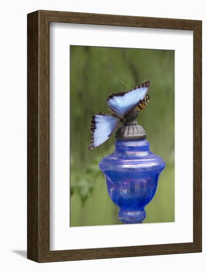 Wings of Mackinac Butterfly Conservatory and Garden, Mackinac Island, Michigan, USA-Cindy Miller Hopkins-Framed Photographic Print