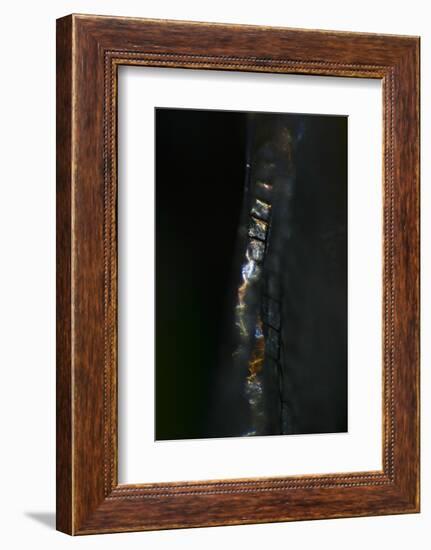 Wings-K.B. White-Framed Photographic Print