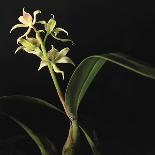 Panamanian Orchid-Wink Gaines-Giclee Print