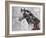 Winner Horse IV-Irena Orlov-Framed Art Print