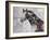 Winner Horse IV-Irena Orlov-Framed Art Print