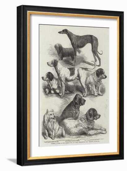 Winners of Prizes at the International Dog Show, Agricultural Hall, Islington-Harrison William Weir-Framed Giclee Print