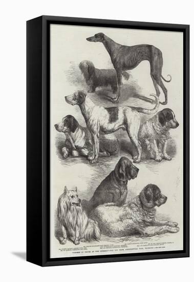 Winners of Prizes at the International Dog Show, Agricultural Hall, Islington-Harrison William Weir-Framed Premier Image Canvas