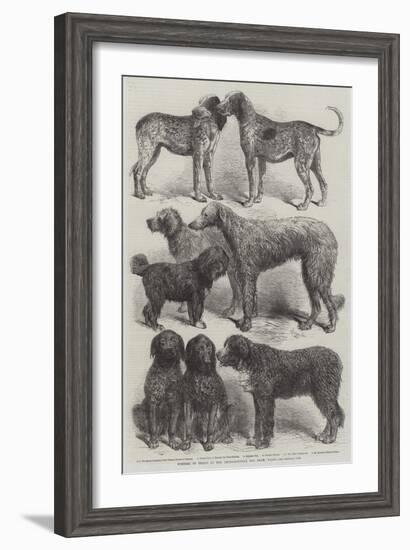 Winners of Prizes at the International Dog Show, Paris-Harrison William Weir-Framed Giclee Print