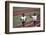 Winners of the 400-Meter Relay Race at the 1972 Summer Olympic Games in Munich, Germany-John Dominis-Framed Photographic Print