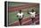 Winners of the 400-Meter Relay Race at the 1972 Summer Olympic Games in Munich, Germany-John Dominis-Framed Premier Image Canvas