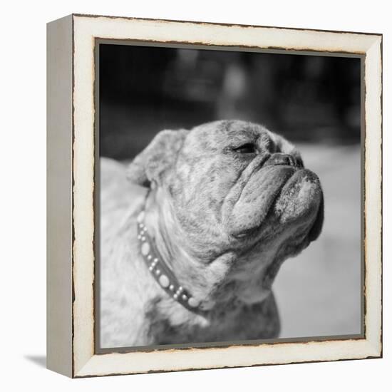 Winning Bulldog at Dog Show-Bettmann-Framed Premier Image Canvas