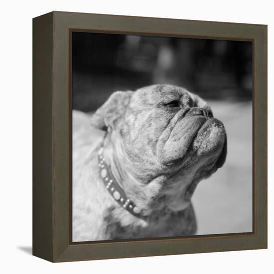Winning Bulldog at Dog Show-Bettmann-Framed Premier Image Canvas