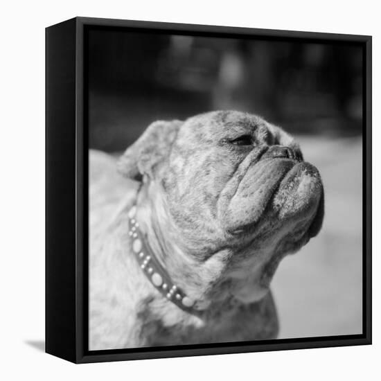 Winning Bulldog at Dog Show-Bettmann-Framed Premier Image Canvas