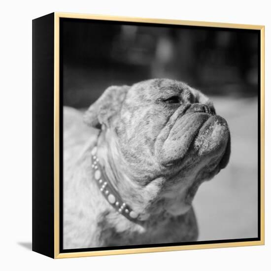 Winning Bulldog at Dog Show-Bettmann-Framed Premier Image Canvas