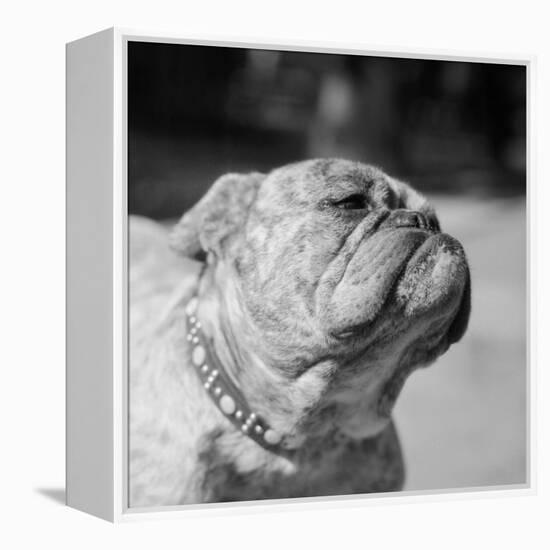 Winning Bulldog at Dog Show-Bettmann-Framed Premier Image Canvas