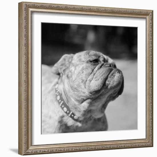 Winning Bulldog at Dog Show-Bettmann-Framed Photographic Print