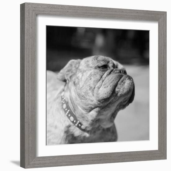 Winning Bulldog at Dog Show-Bettmann-Framed Photographic Print