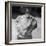 Winning Bulldog at Dog Show-Bettmann-Framed Photographic Print