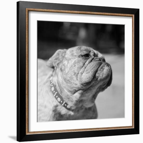 Winning Bulldog at Dog Show-Bettmann-Framed Photographic Print