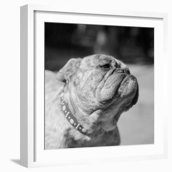 Winning Bulldog at Dog Show-Bettmann-Framed Photographic Print