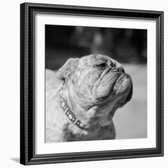 Winning Bulldog at Dog Show-Bettmann-Framed Photographic Print