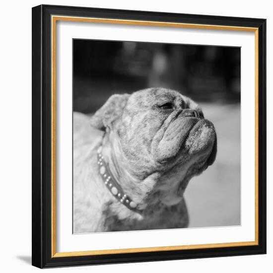 Winning Bulldog at Dog Show-Bettmann-Framed Photographic Print