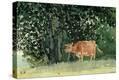 Stretched Canvas Print