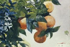 Oranges on a Branch, 1885-Winslow Homer-Giclee Print