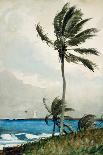 Palm Tree, Nassau, 1898-Winslow Homer-Giclee Print