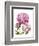 Winsome Peonies II-Grace Popp-Framed Art Print