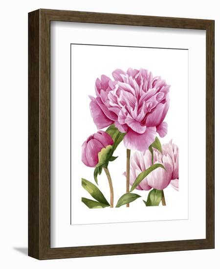 Winsome Peonies II-Grace Popp-Framed Art Print