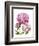 Winsome Peonies II-Grace Popp-Framed Art Print