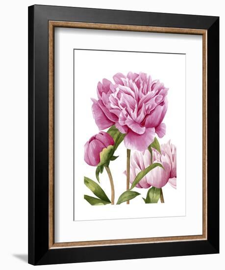 Winsome Peonies II-Grace Popp-Framed Art Print