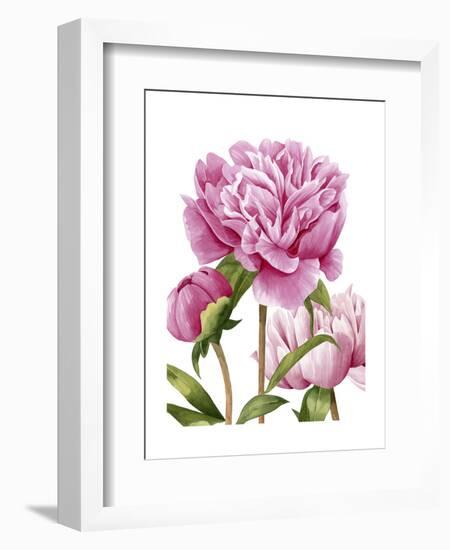 Winsome Peonies II-Grace Popp-Framed Art Print