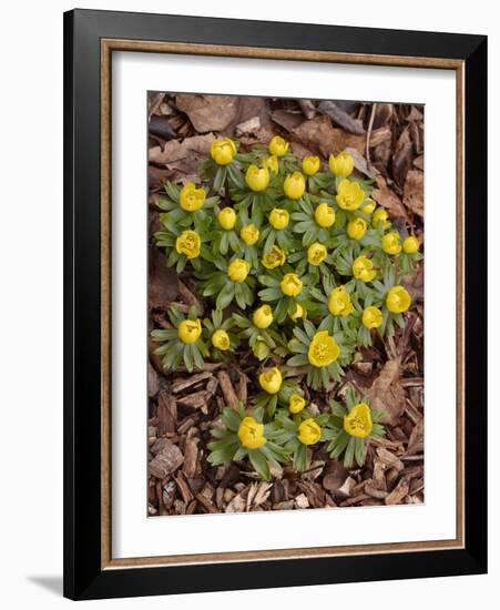 Winter Aconite (Eranthis Hyemalis)-Adrian Bicker-Framed Photographic Print