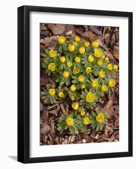 Winter Aconite (Eranthis Hyemalis)-Adrian Bicker-Framed Photographic Print