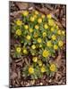 Winter Aconite (Eranthis Hyemalis)-Adrian Bicker-Mounted Photographic Print